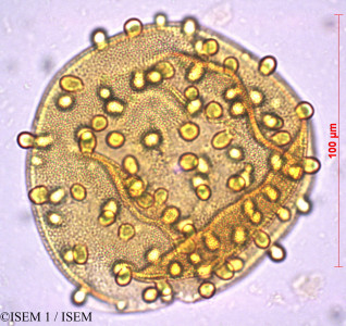 Bauhinia forficata - lame n° 27859